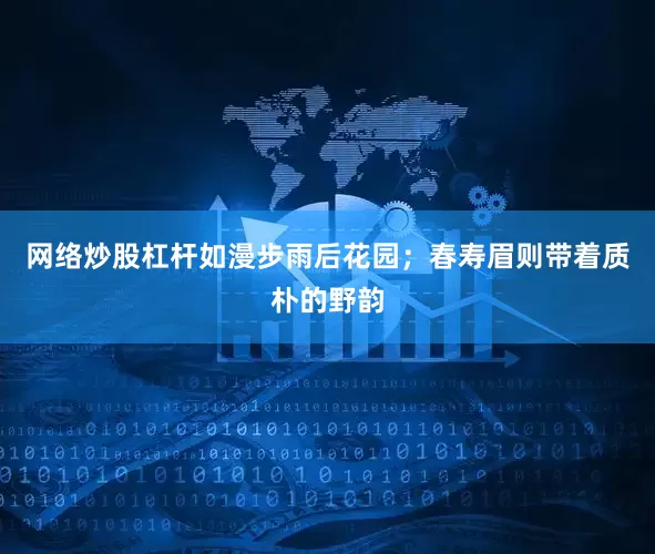 网络炒股杠杆如漫步雨后花园；春寿眉则带着质朴的野韵